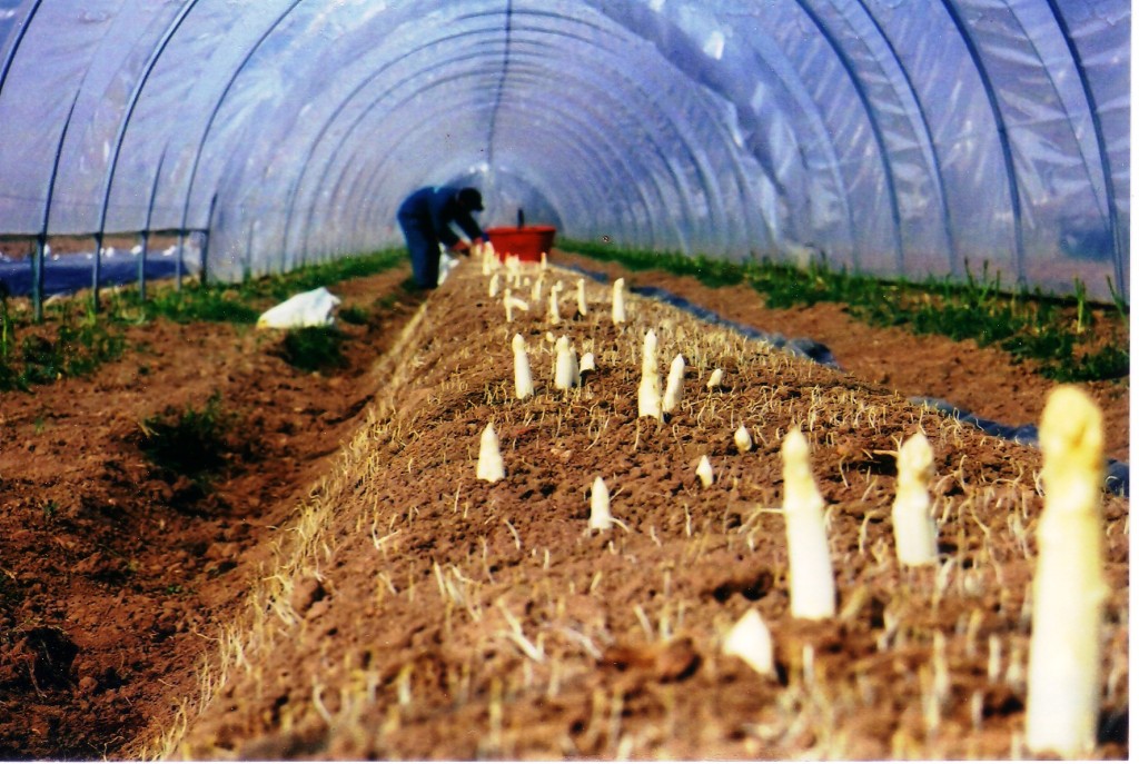 germogli di asparago bianco in campo