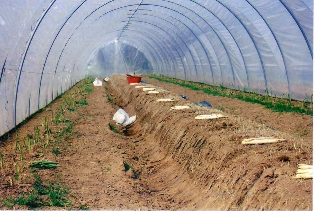 la coltivazione dell'asparago I.G.P. di Badoere