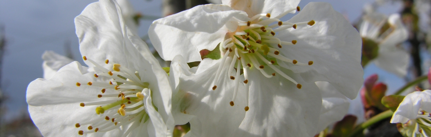 fiore di ciliegio nell'azienda agricola Benozzi