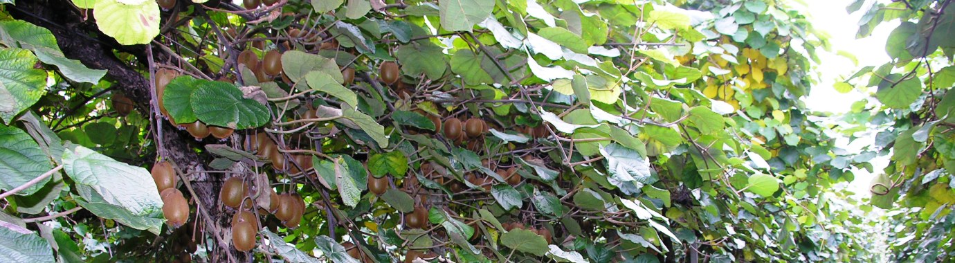 Foto di frutta in produzione all'azienda agricola Benozzi