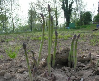 crescita dell'asparago nell'azienda agricola Benozzi
