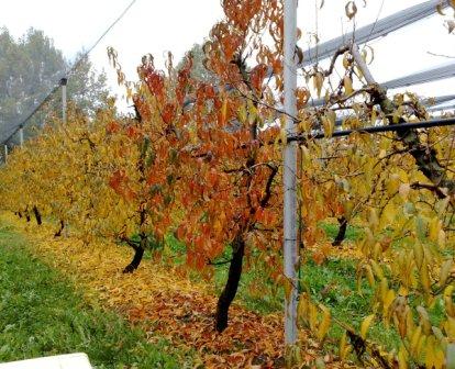 immagine delle coltivazione nell'azienda agricola Benozzi