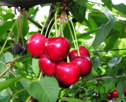 mele, ciliegie e kiwi prodotte dall'azienda agricola Benozzi
