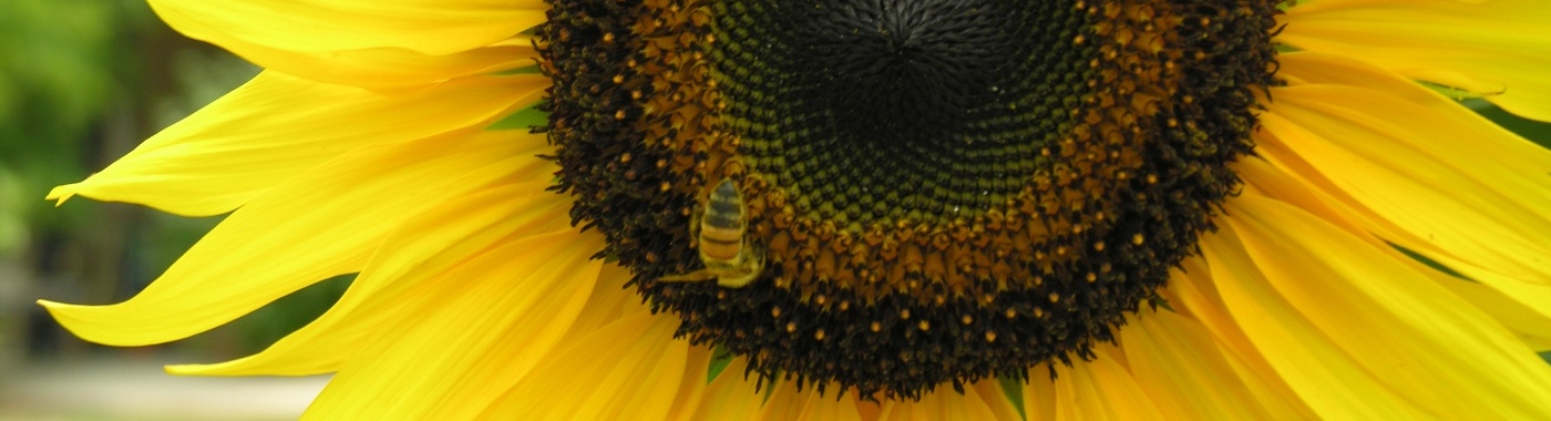 Foto di un girasole nell'azienda agricola Benozzi