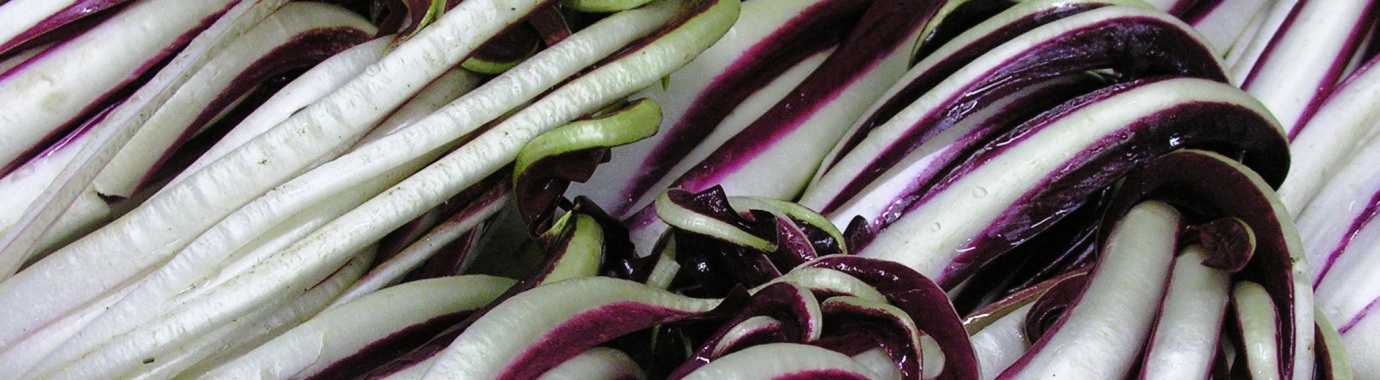 Foto del radicchio tardivo di Treviso