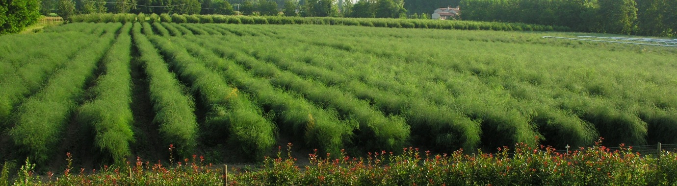 prodotti dell'azienda agricola Benozzi