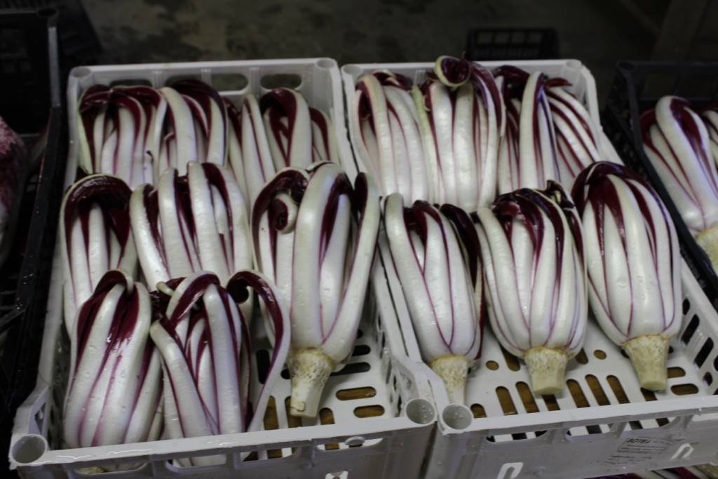 fase di lavorazione del radicchio rosso tardivo di Treviso