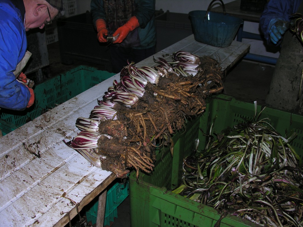 fase di lavorazione del radicchio rosso tardivo di Treviso