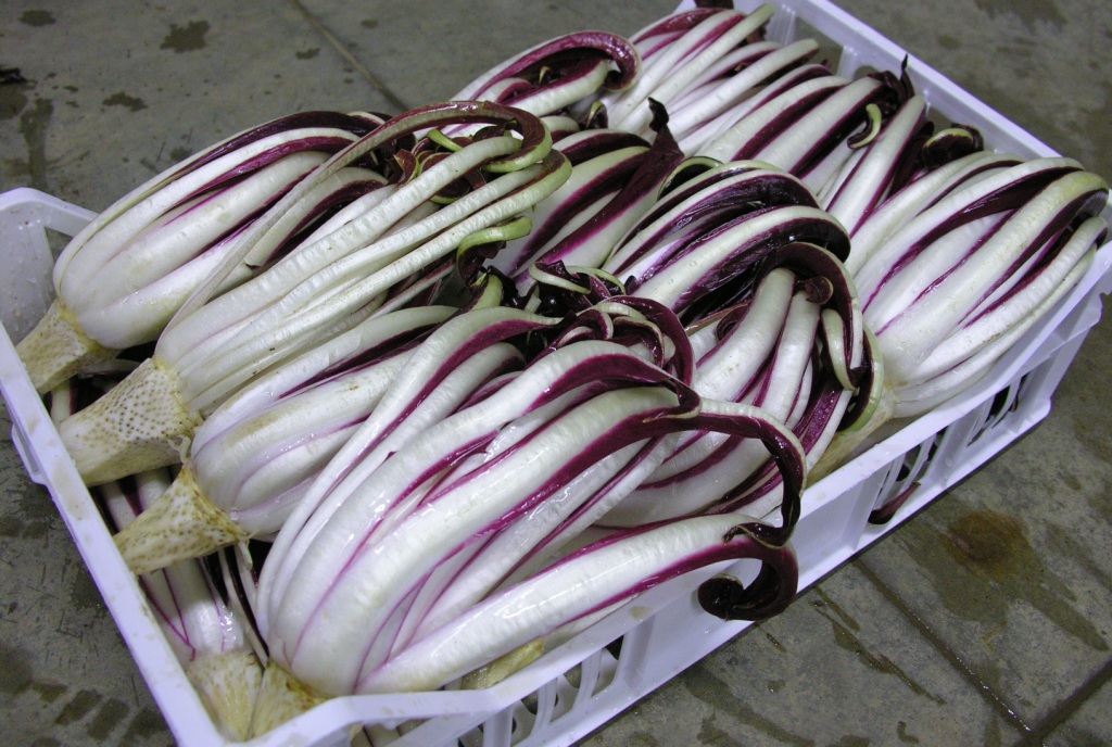 cassetta di radicchio rosso tardivo di Treviso pronta alla vendita