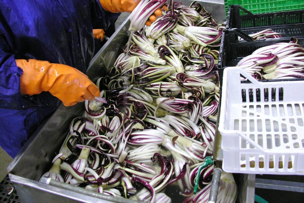 fase di lavorazione del radicchio rosso tardivo di Treviso