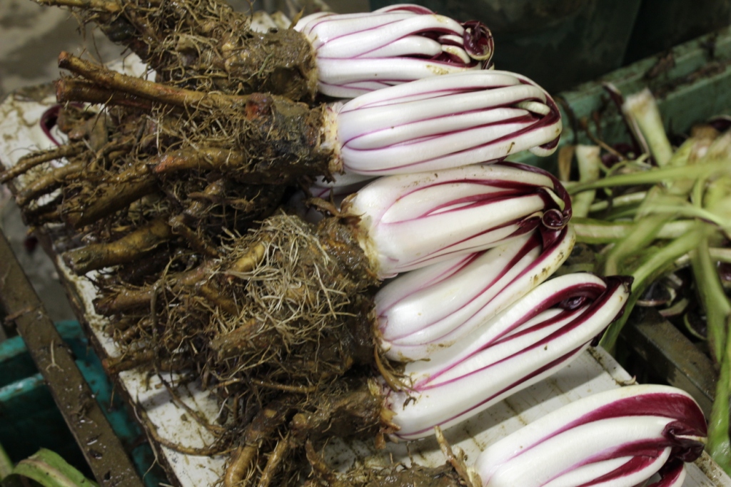 fase di lavorazione del radicchio rosso tardivo di Treviso