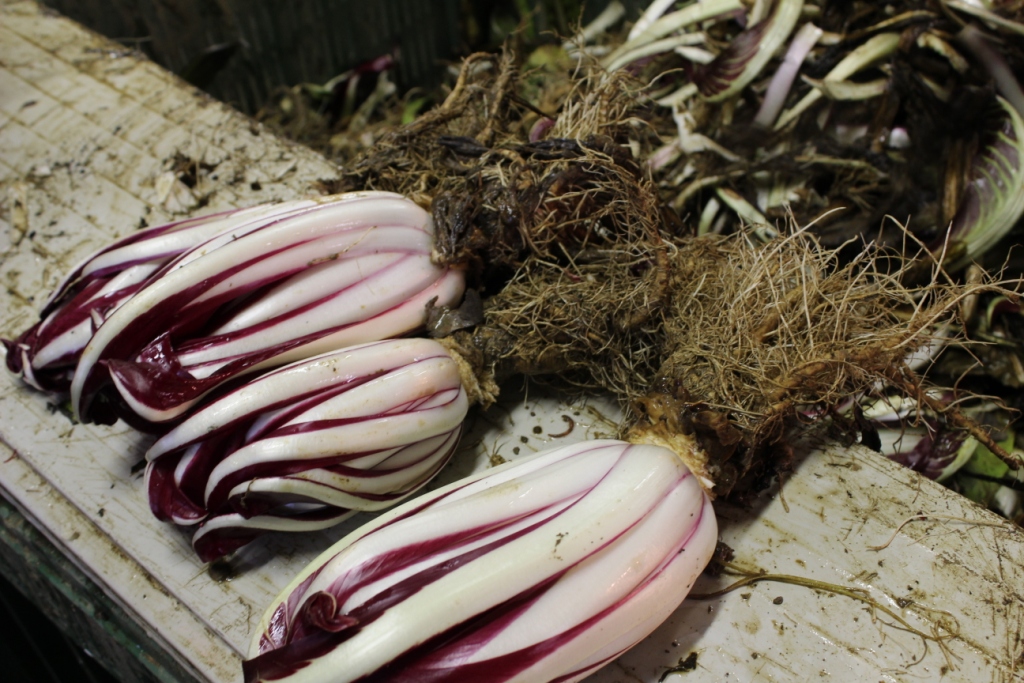 fase di lavorazione del radicchio rosso tardivo di Treviso