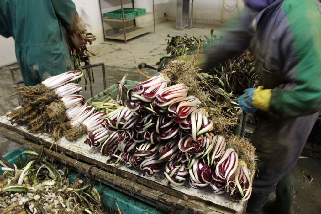 fase di lavorazione del radicchio rosso tardivo di Treviso