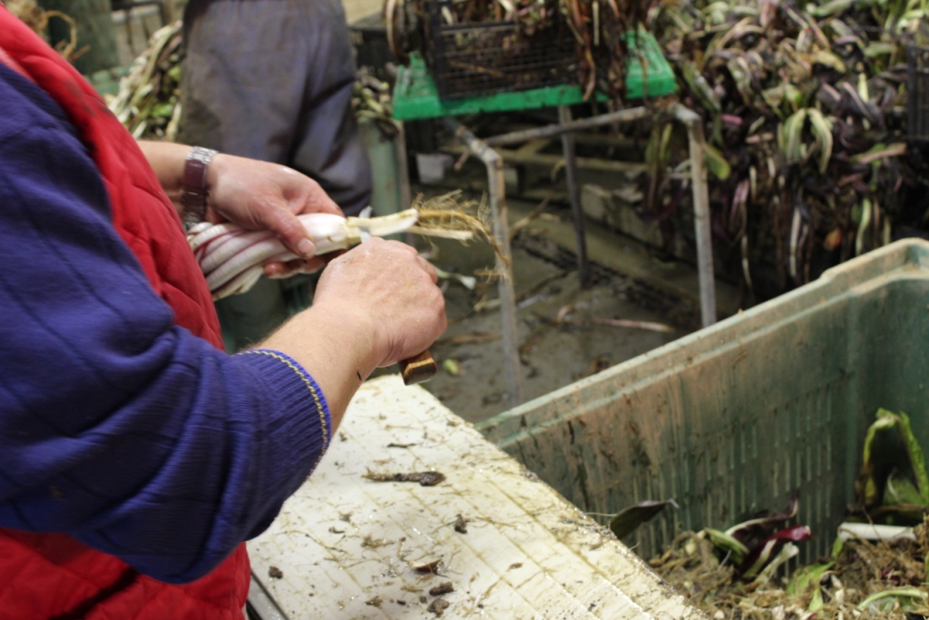 fase di lavorazione del radicchio rosso tardivo di Treviso