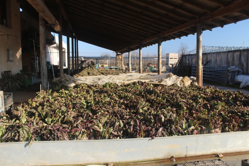 cassetta di radicchio rosso tardivo di Treviso pronta alla vendita