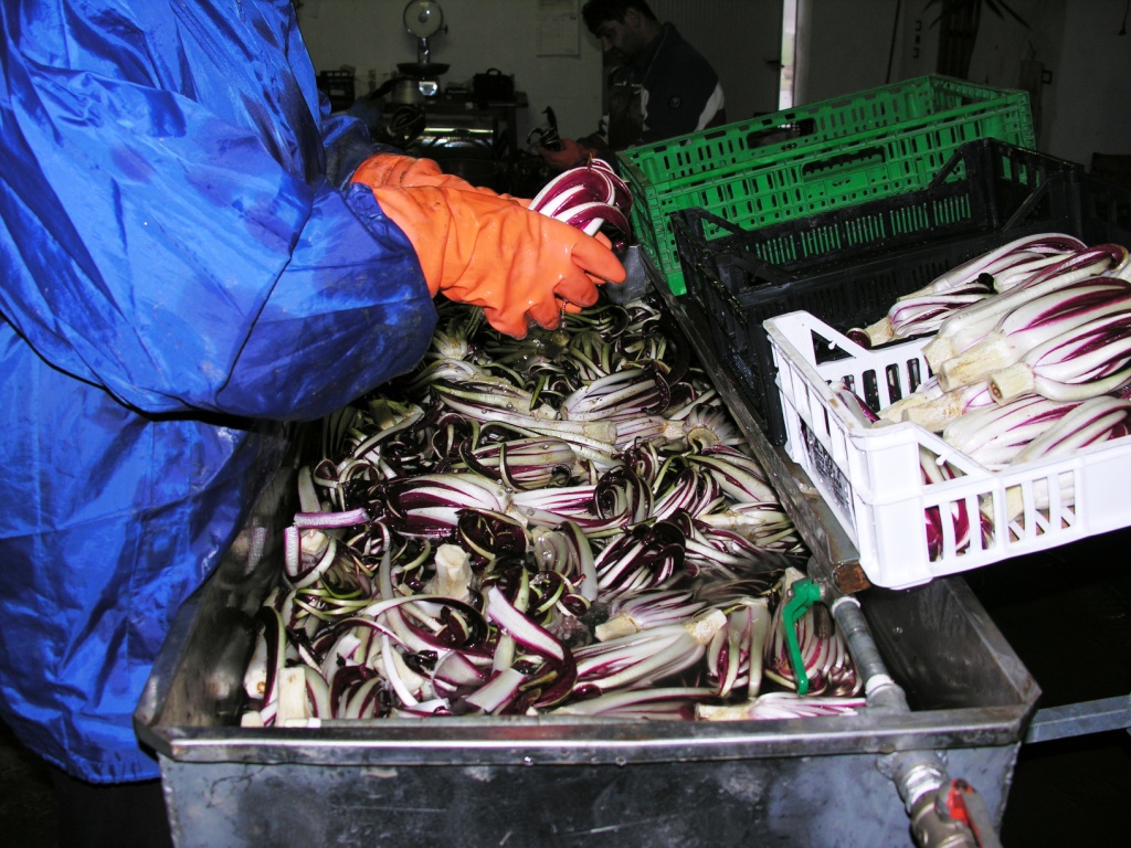 fase di lavorazione del radicchio rosso tardivo di Treviso