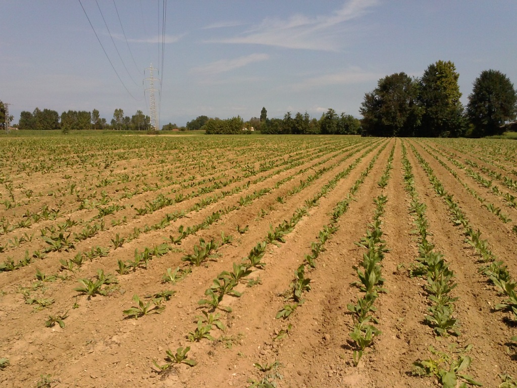 campo di radicchio rosso tardivo di Treviso